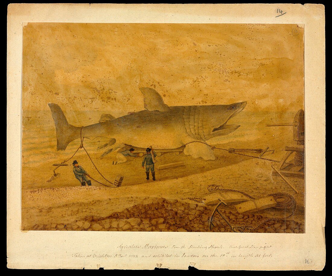 Basking shark,19th century artwork