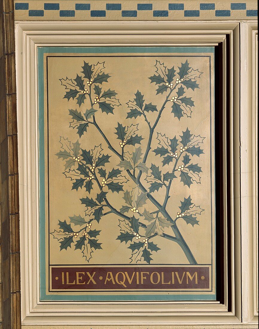 Holly (Ilex aquifolium),decorative panel