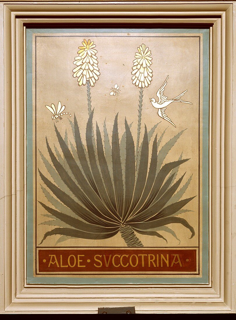 Fynbos aloe (Aloe succotrina)