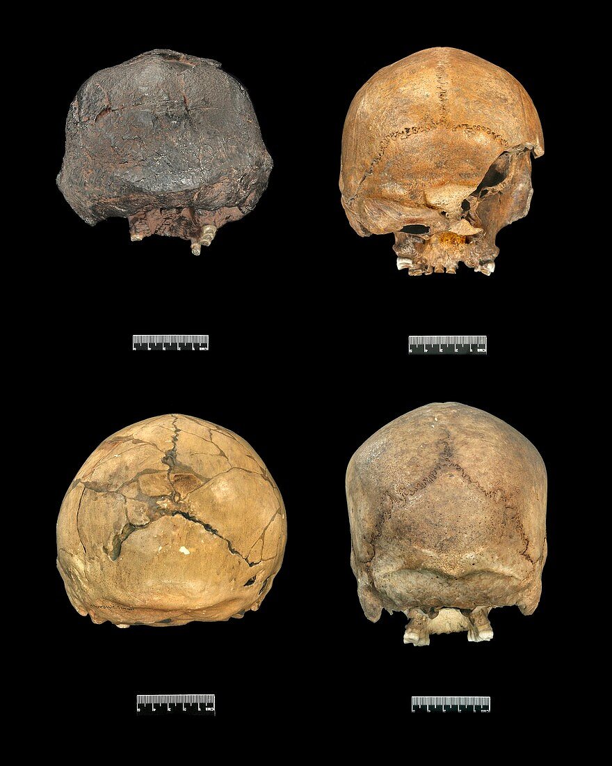 Homo sp. skulls