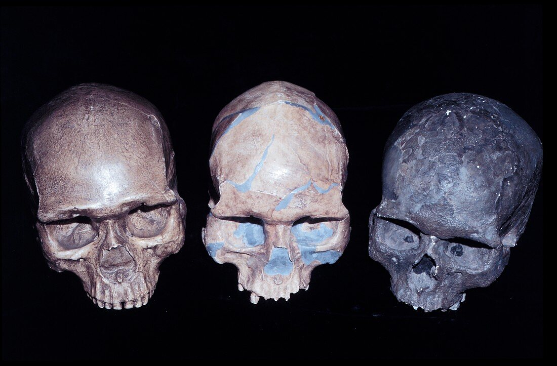 Homo sapiens skull comparison