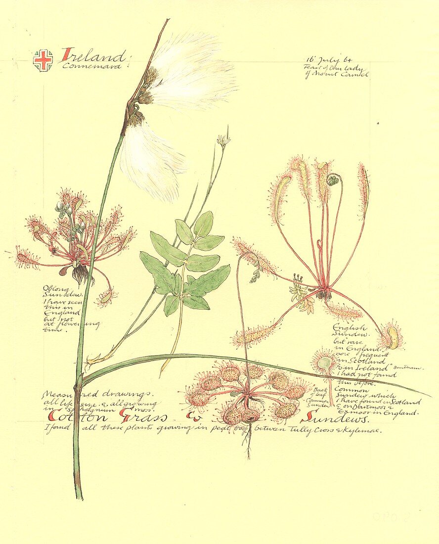 Eriophorum sp. and Drosera sp.,artwork
