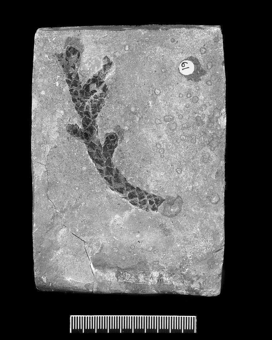 Fossil conifer leaf