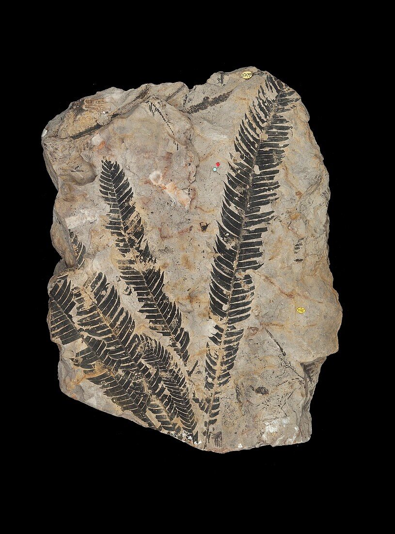 Gymnosperm fossil