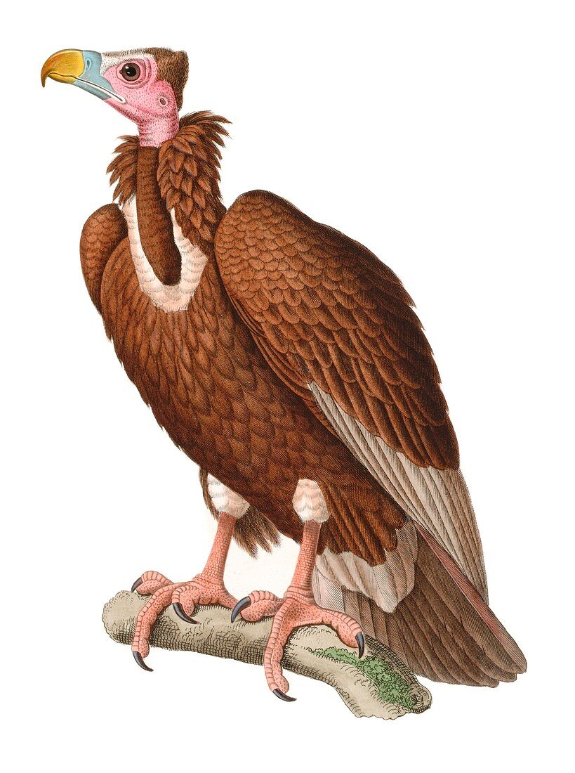 Cinereous vulture,19th century artwork