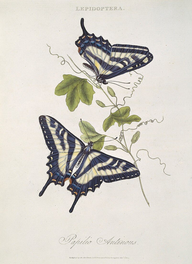 Papilio butterflies,artwork