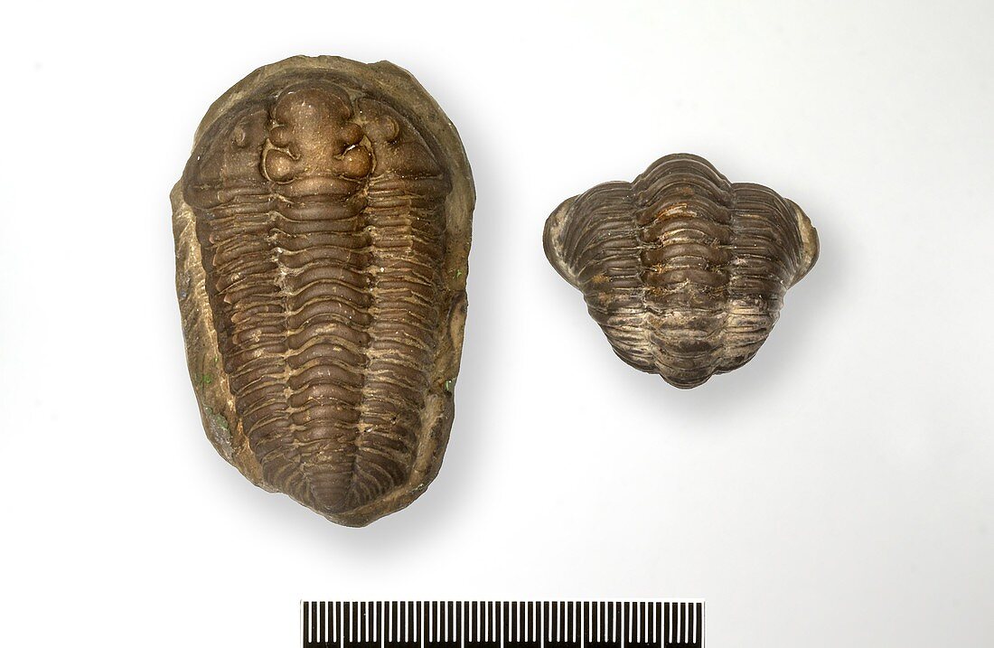 Locust trilobite fossils