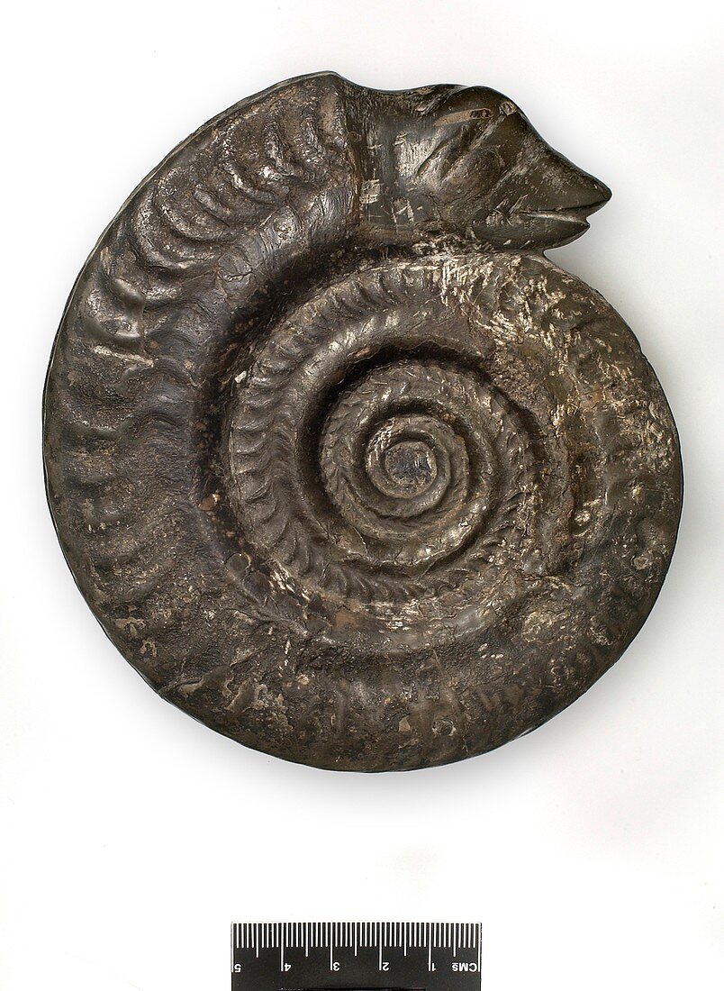 Snakestone ammonite