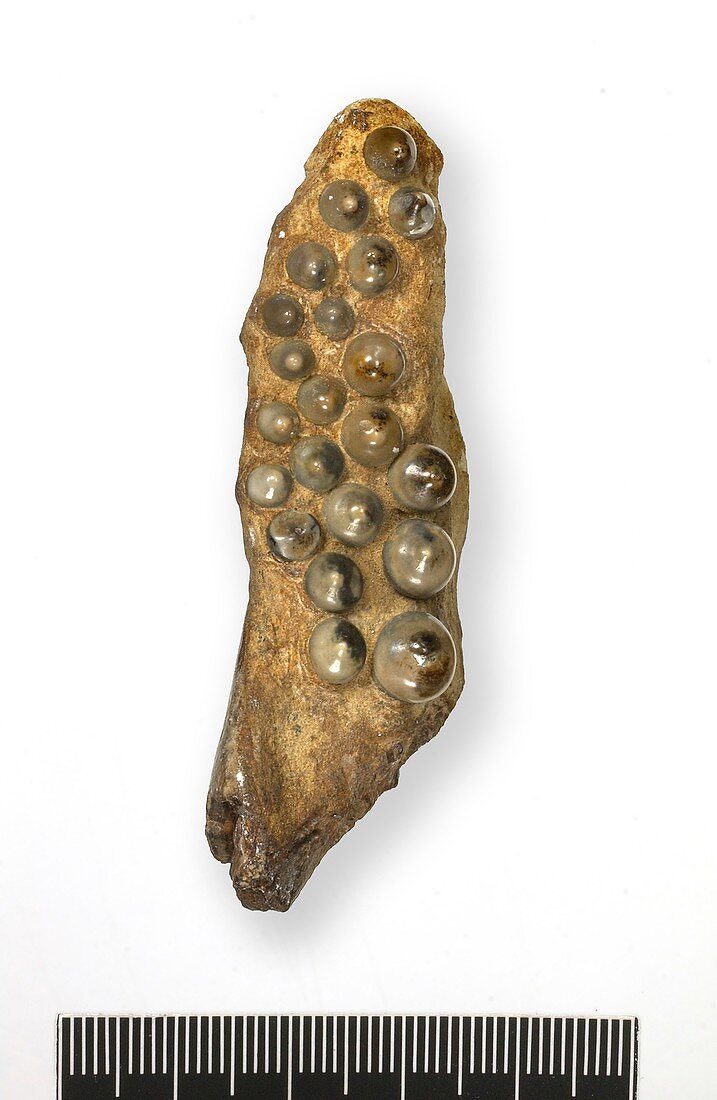 Fossil fish teeth