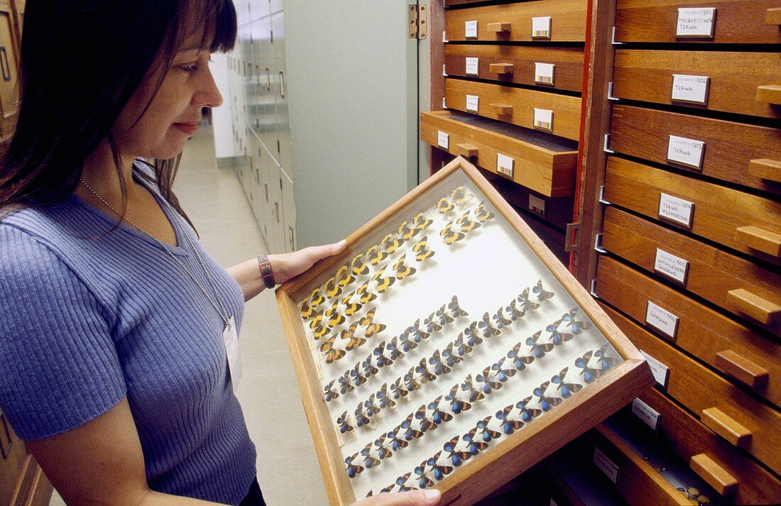 Museum entomologist