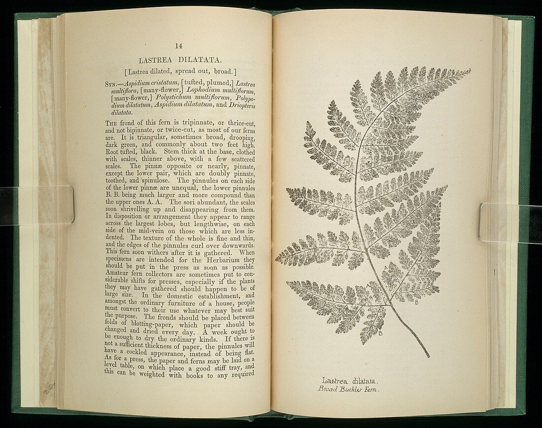 Broad buckler fern (Liastrea dilatata)