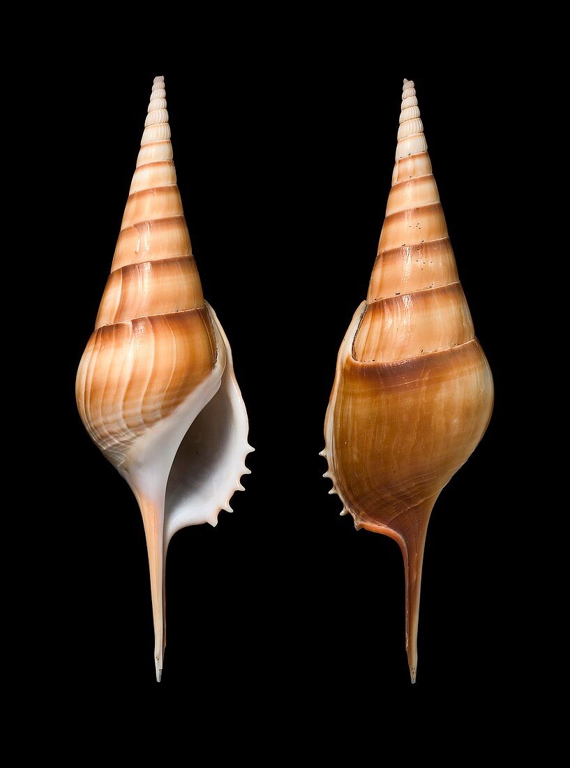 Arabian tibia shells