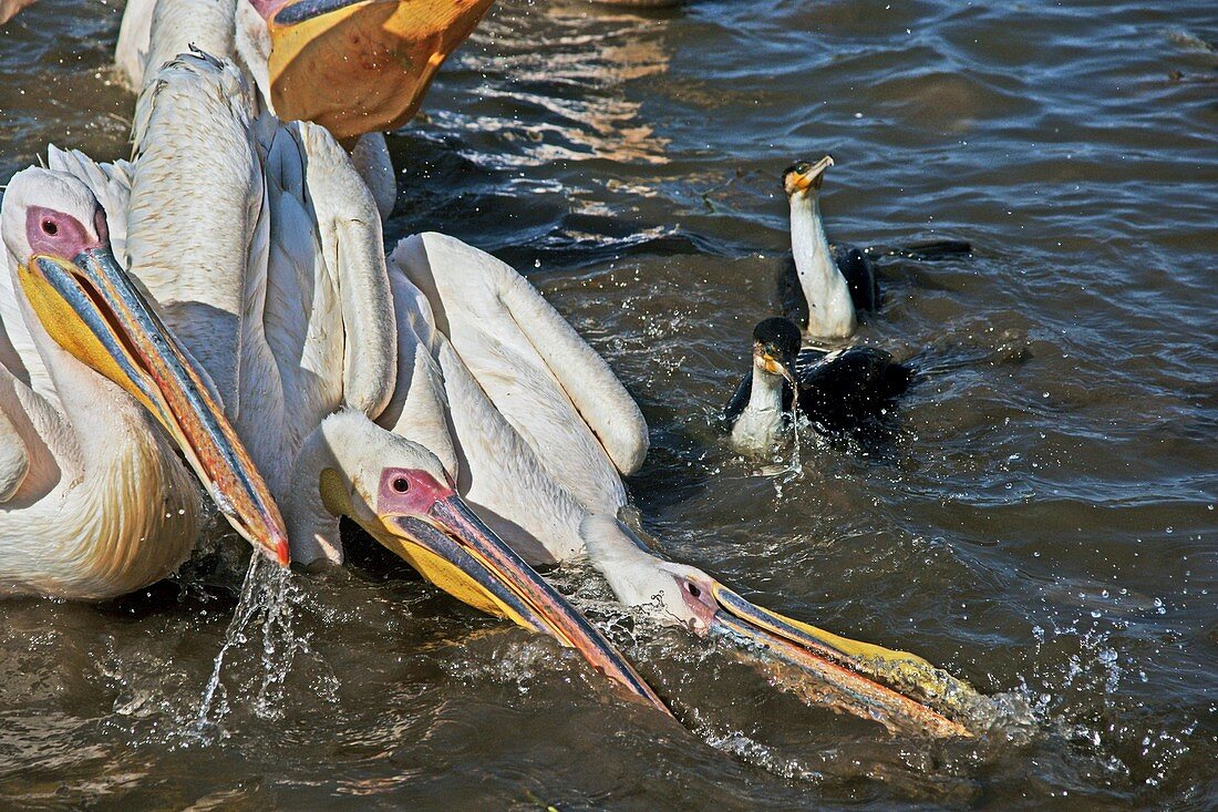 Pelicans and cormorants