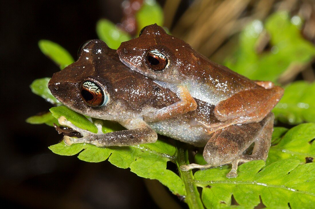 Librarian rain frogs mating
