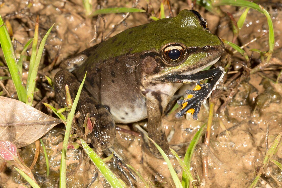 Large frog eating tree frog