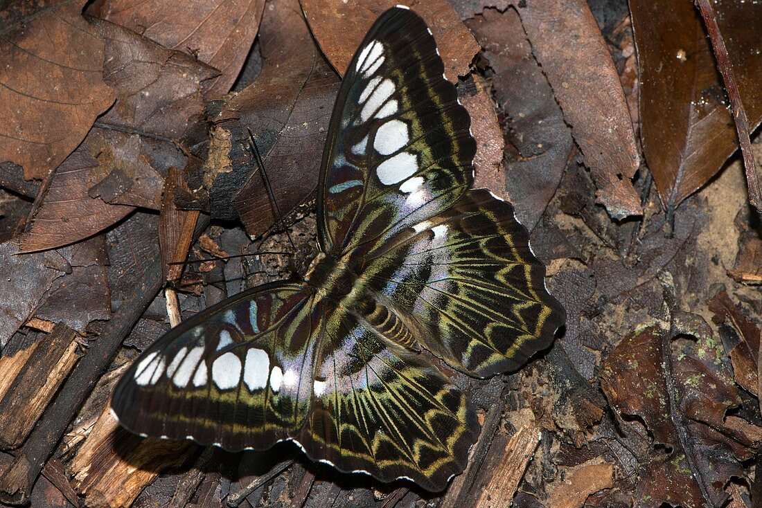 Clipper butterfly,Borneo