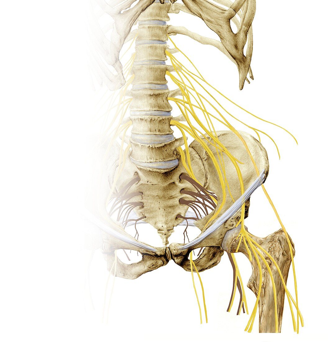 Left hip and nerve plexus,artwork