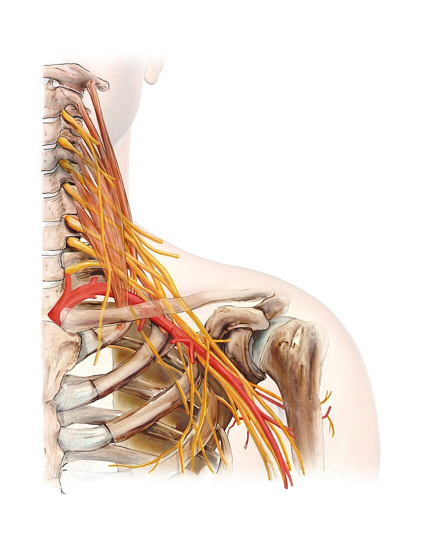 Left shoulder and nerve plexus,artwork