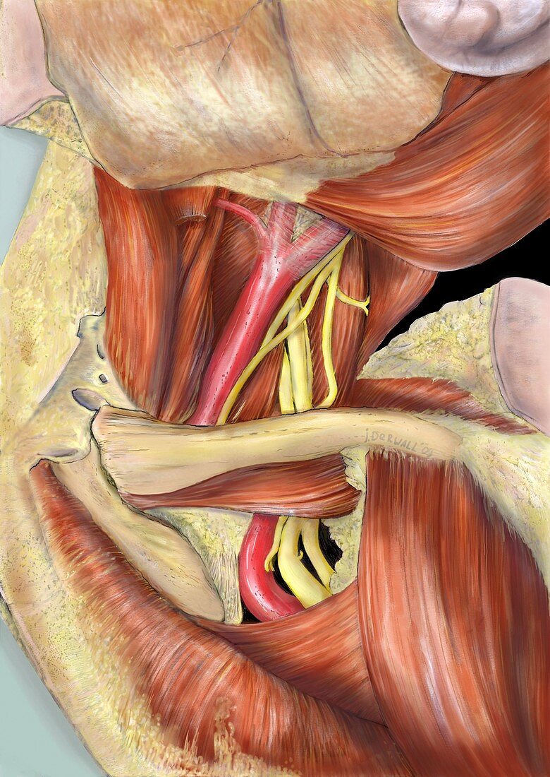 Left armpit nerve plexus,artwork