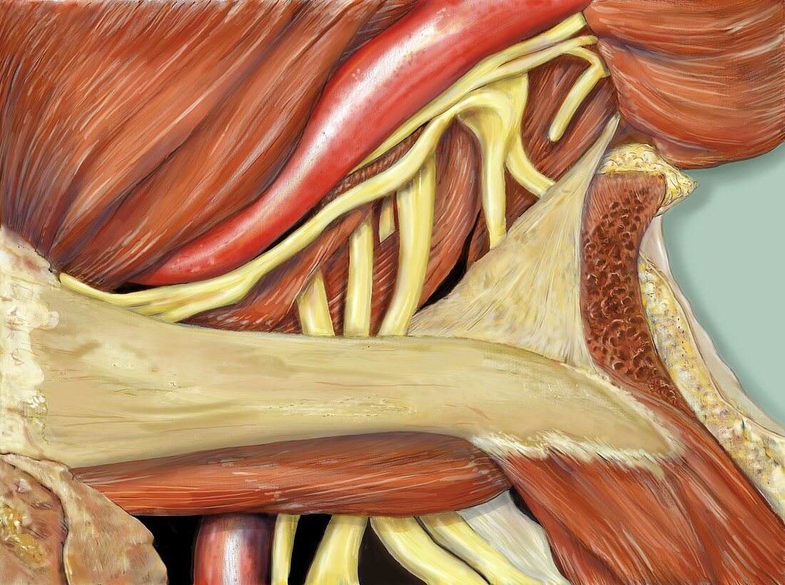 Left shoulder nerve plexus,artwork