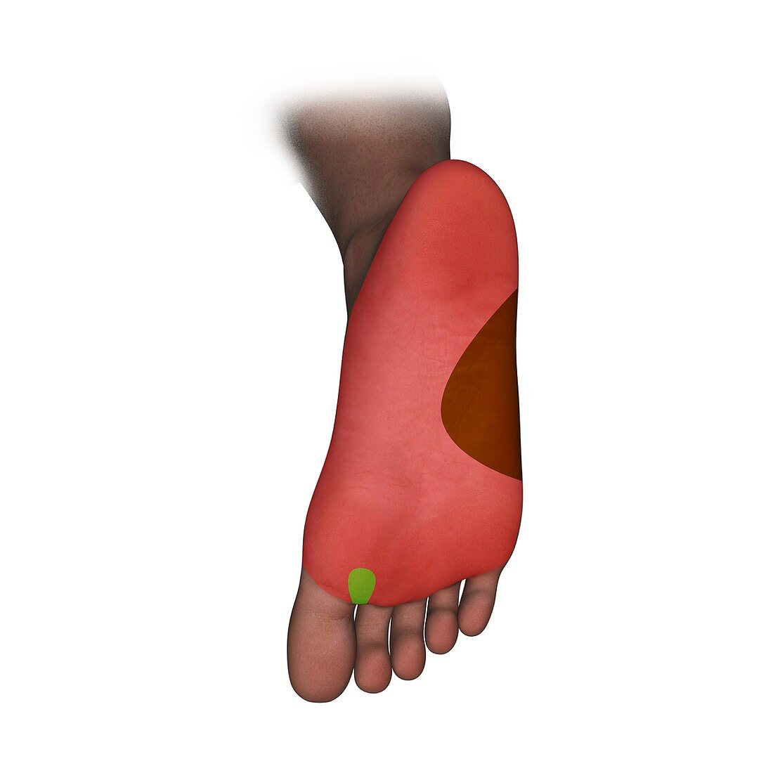 Foot plantar nerve regions,artwork