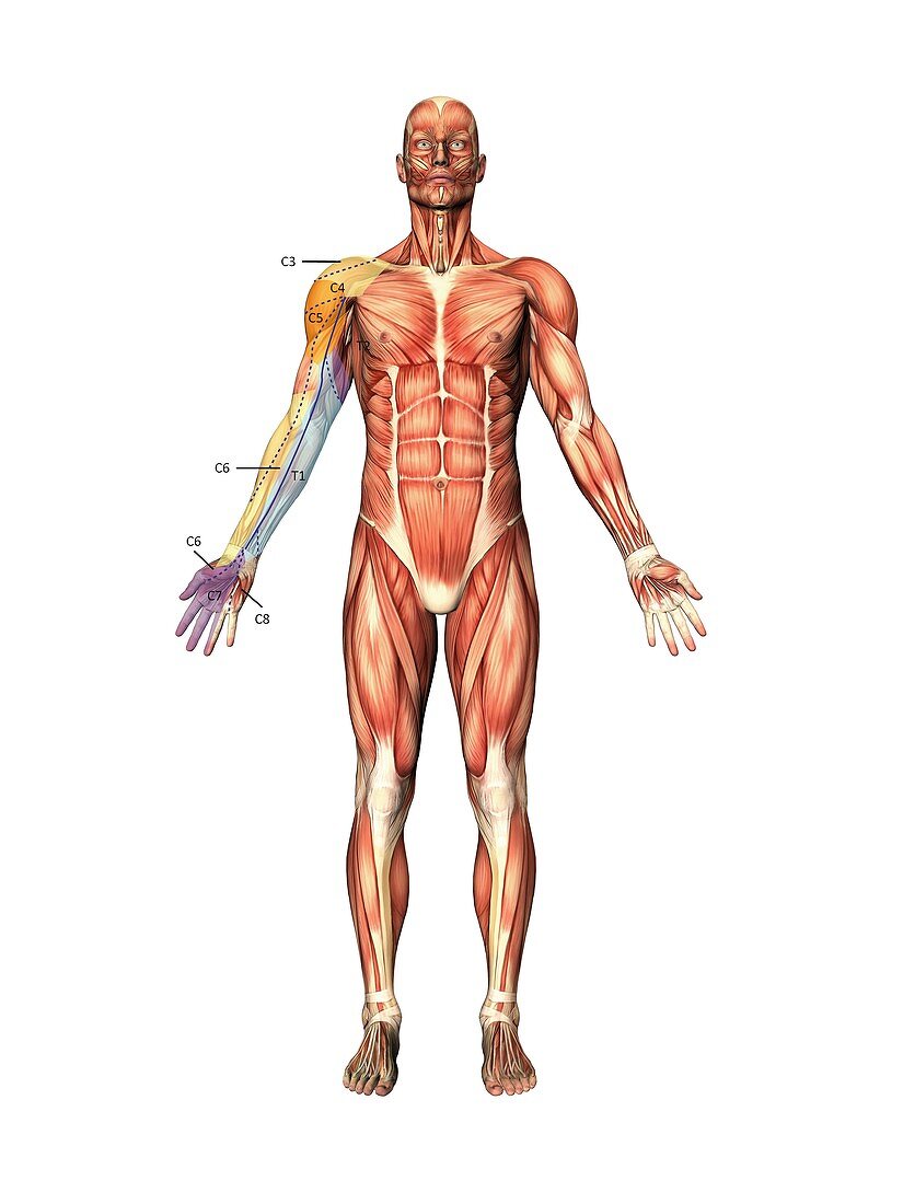 Arm nerve regions,artwork