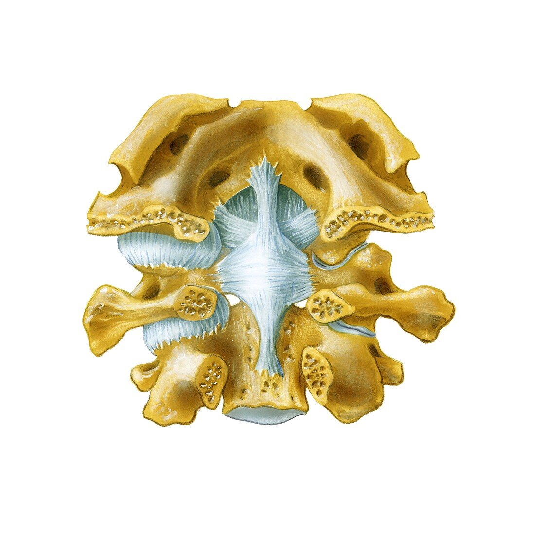 Atlanto-occipital joint,artwork