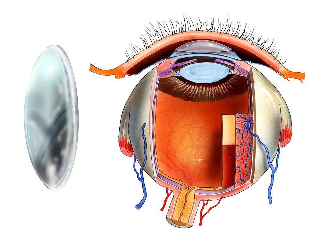 Contact lens and eye anatomy,artwork