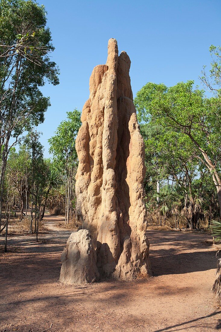 Cathedral termite mound,Australia
