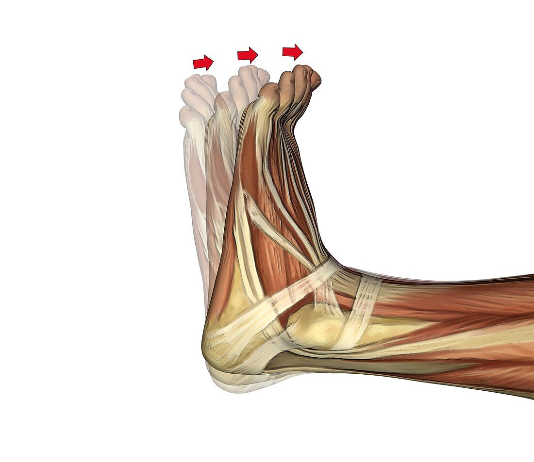 Dorsiflexion of the foot,artwork