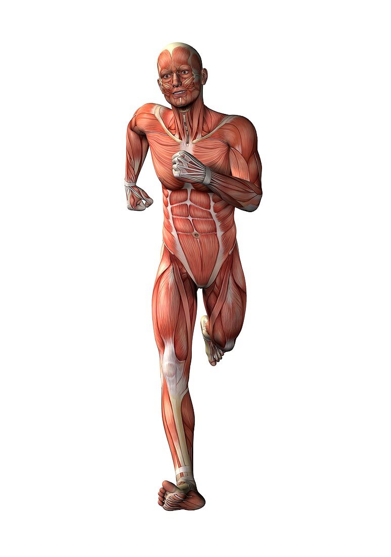 Runner's anatomy,artwork