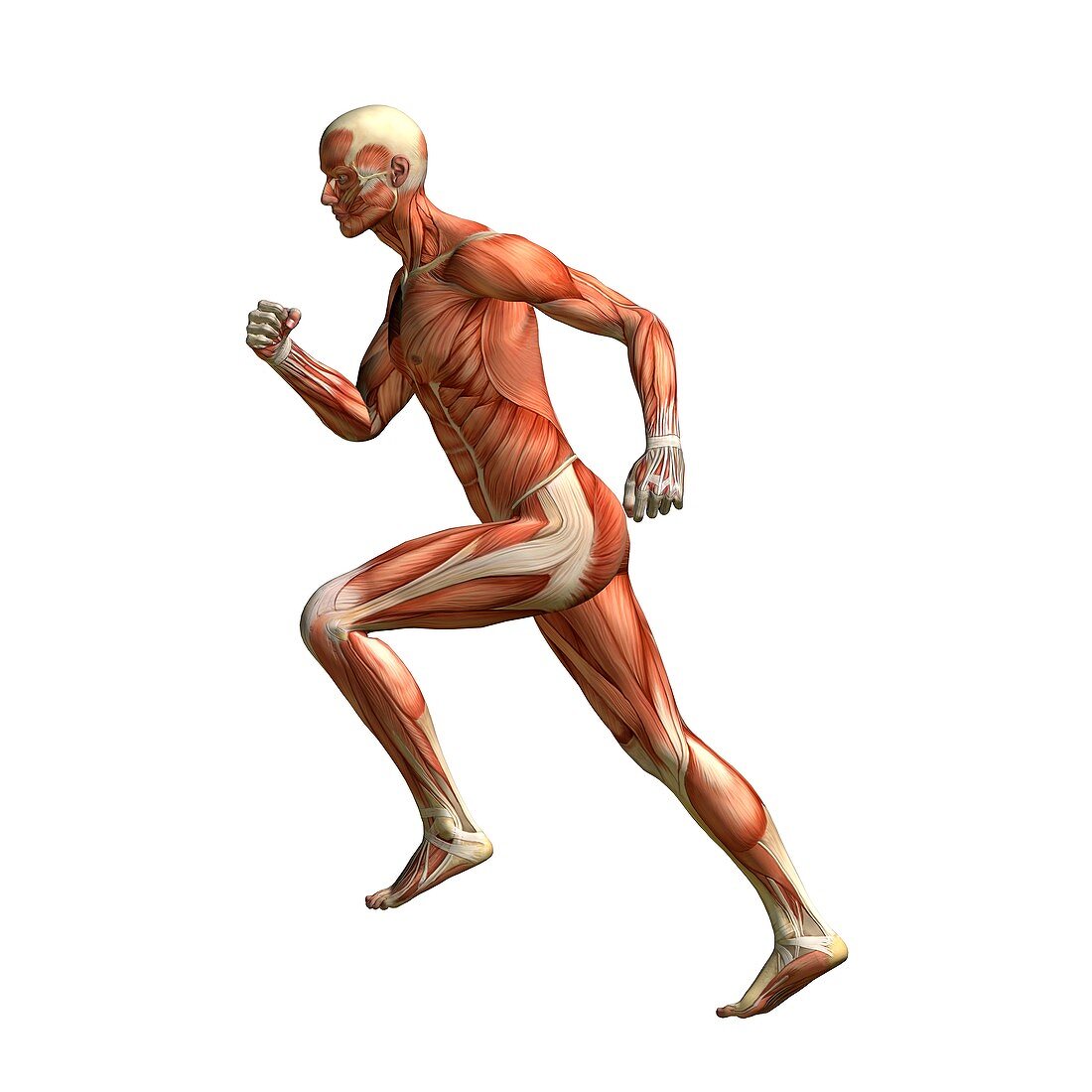 Runner's anatomy,artwork