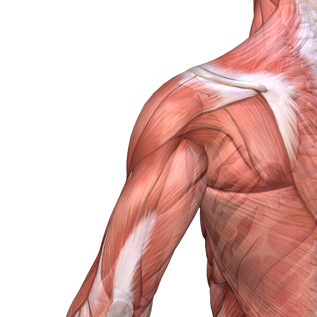 Shoulder and back anatomy,artwork