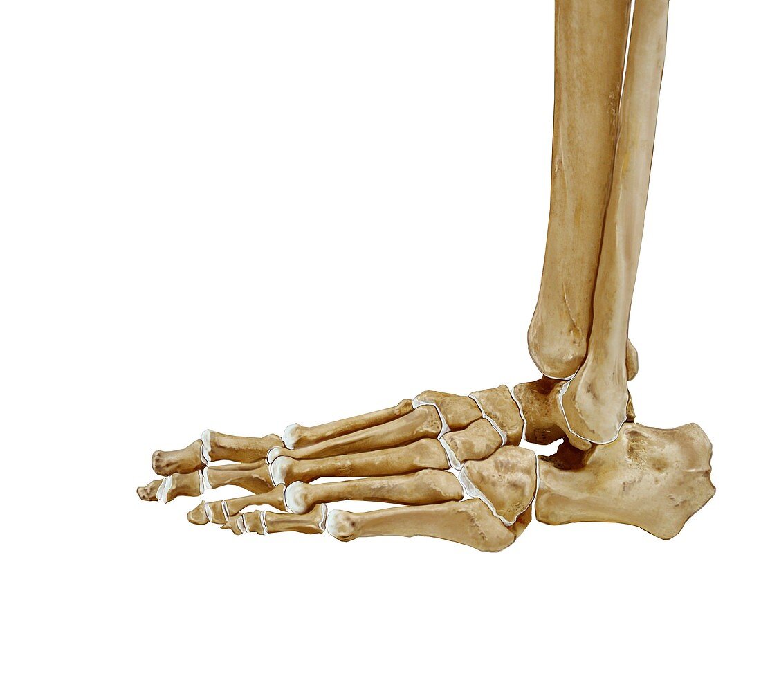 Foot bones and cartilage,artwork