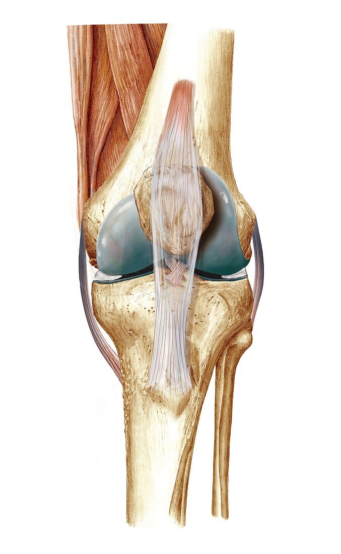 Knee bones and ligaments,artwork