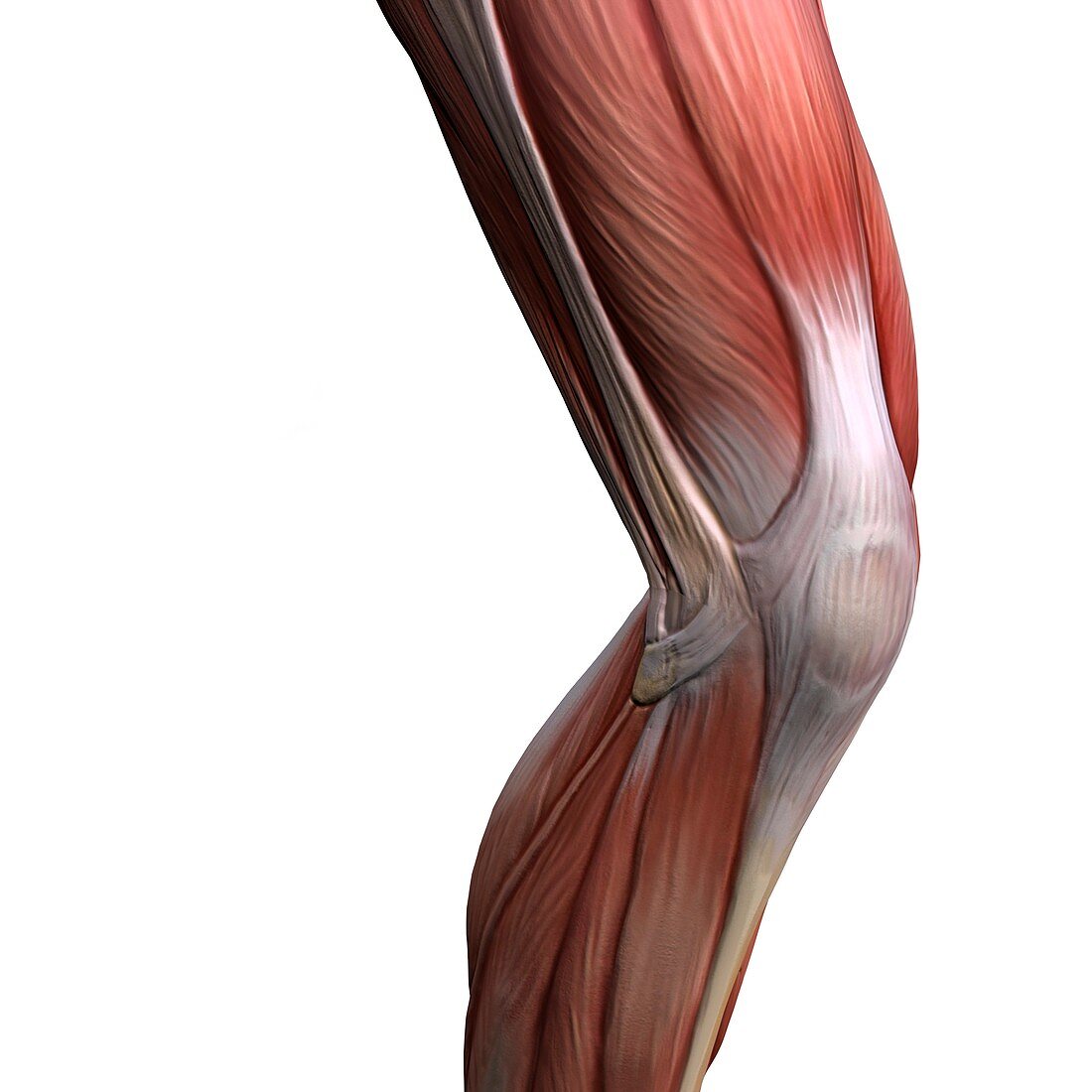 Knee muscles,artwork