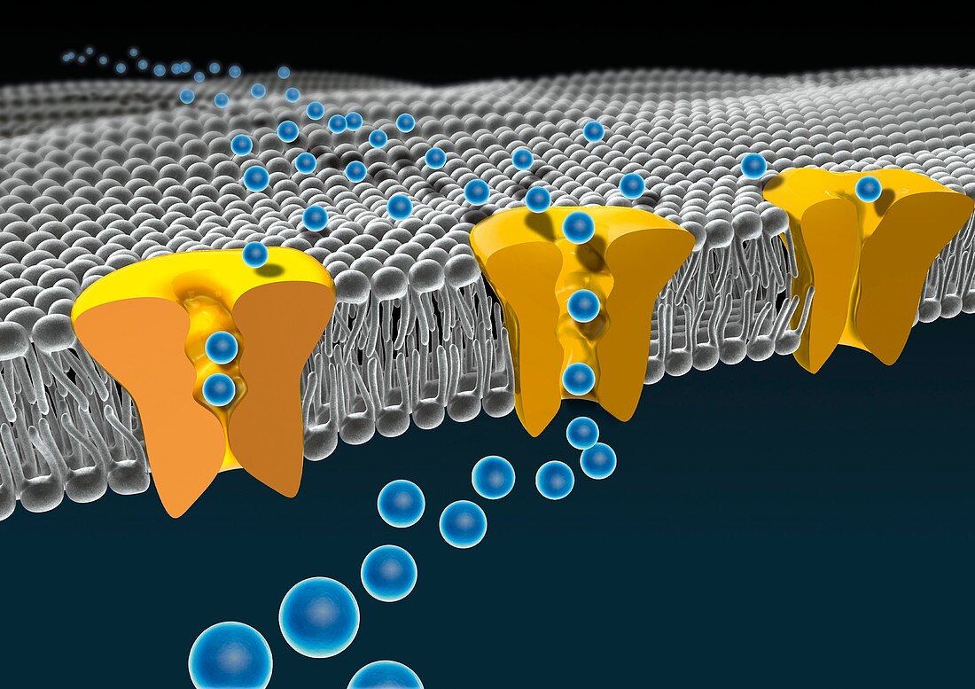 Cell membrane ion channels,artwork