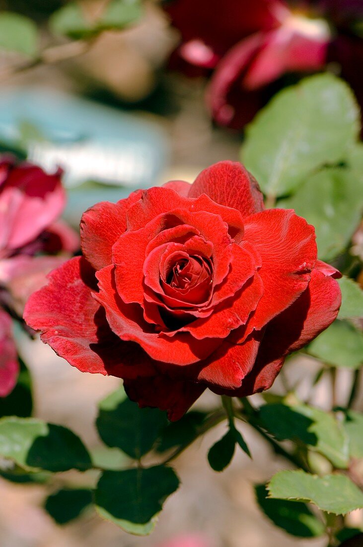 Rose (Rosa 'Red Cross')