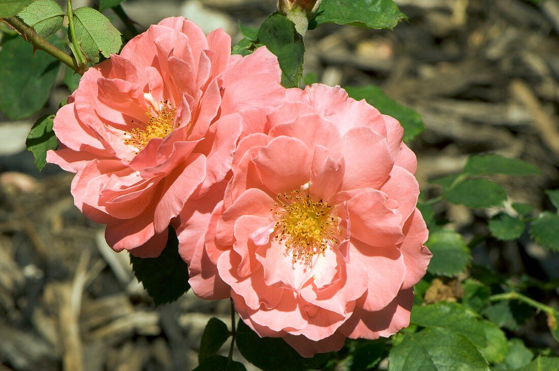 Rose (Rosa 'Sanoma')