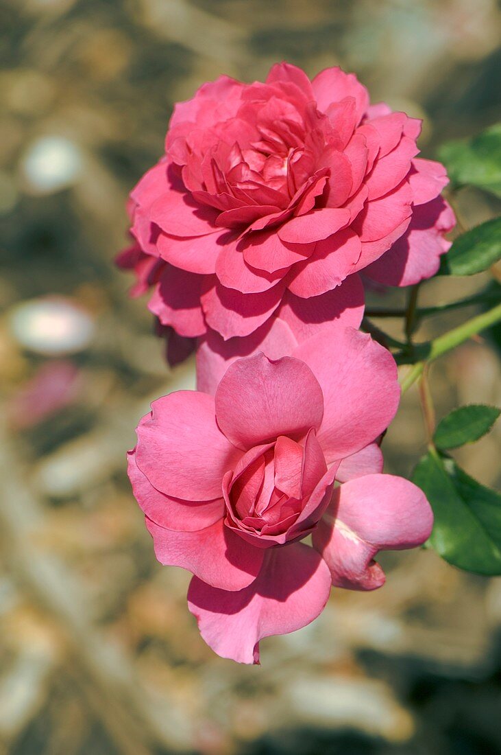 Rose (Rosa 'Wise Portia')