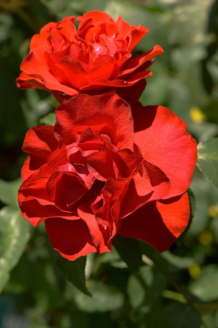 Rose (Rosa 'Matthias Meilland')