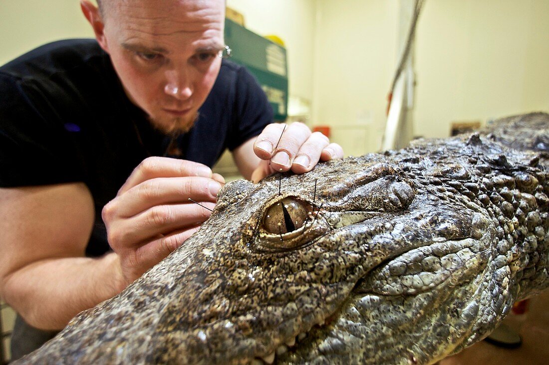 Crocodile taxidermy