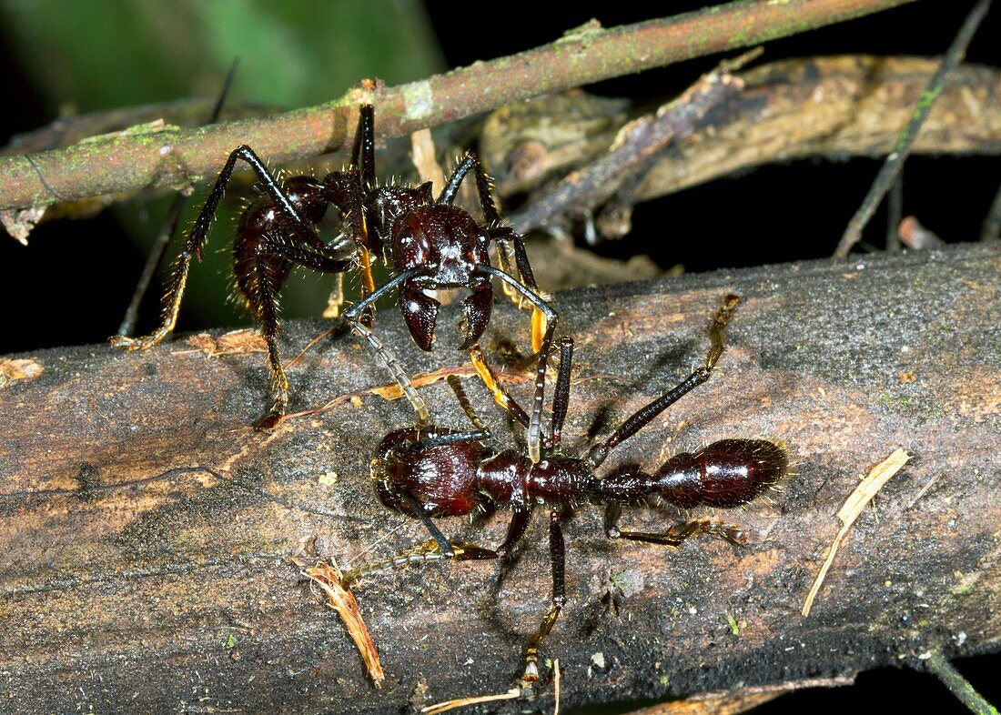 Bullet ants interacting