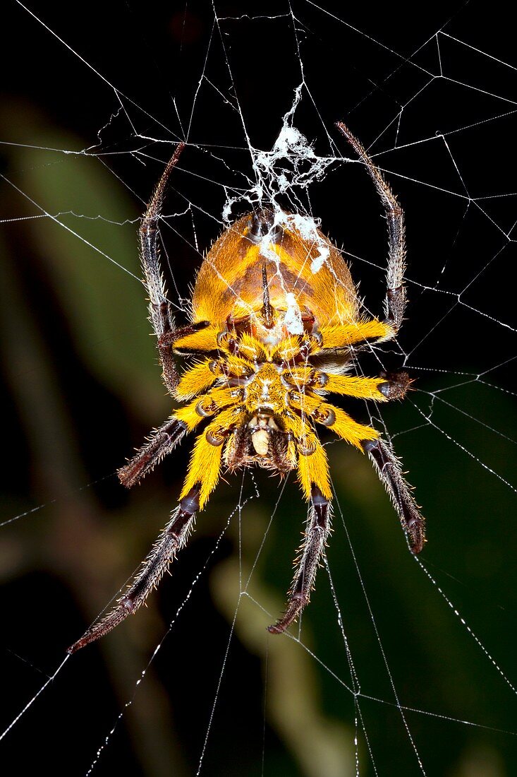 Tropical spider on its web