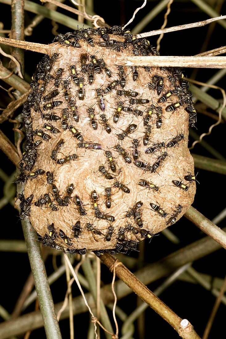 Tropical wasps nest