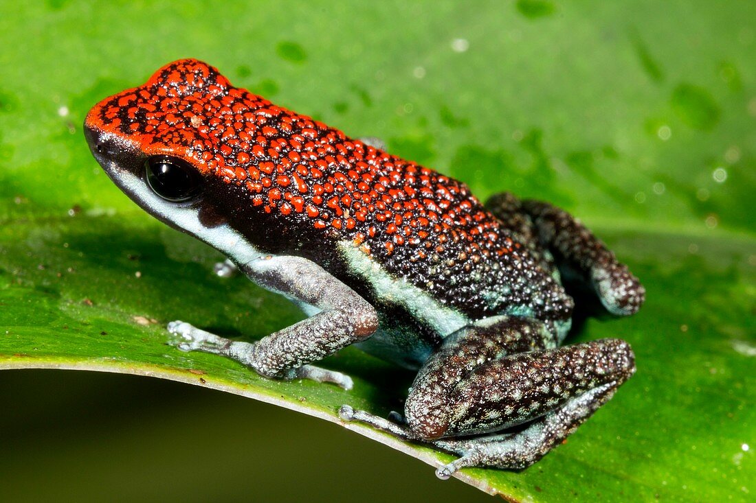 Ruby poison frog