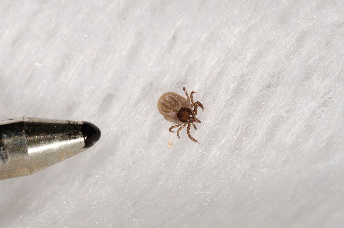 Tick removed from human skin