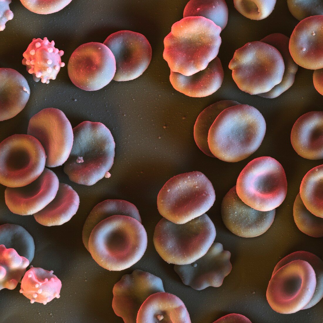 Red blood cells,SEM