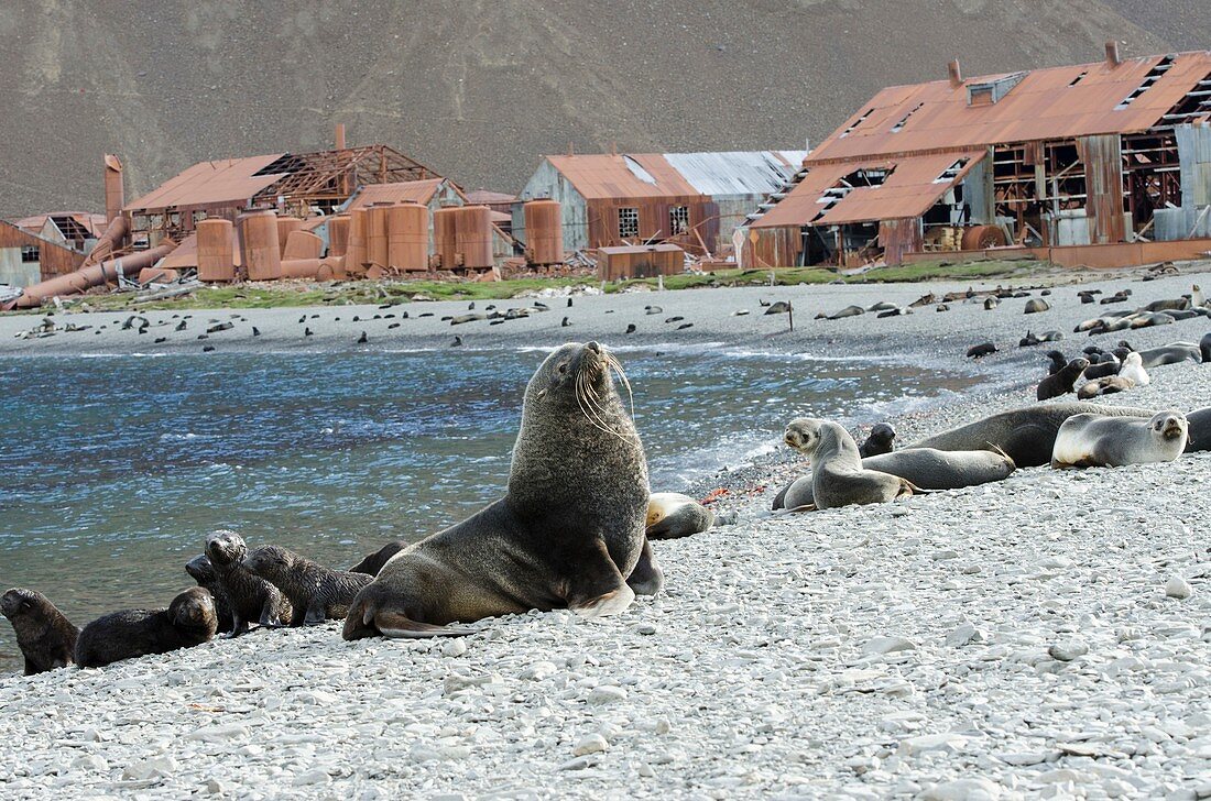 Fur seals by an abandoned whaling station