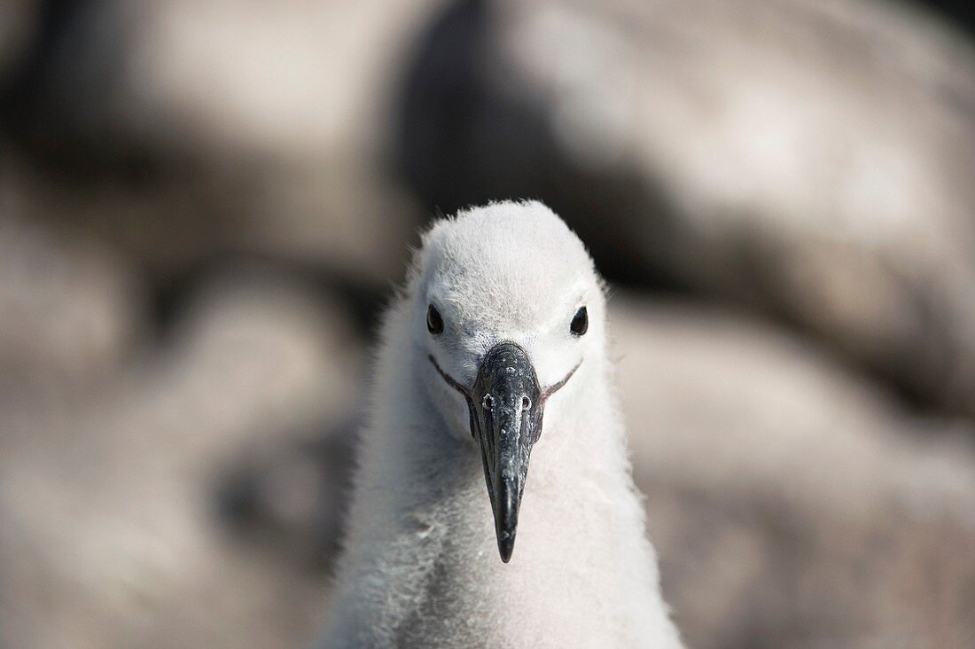 Black-browed albatross chick